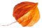 https://moyatasvatba.bg/wp-content/uploads/2020/12/small_leaf_05.png